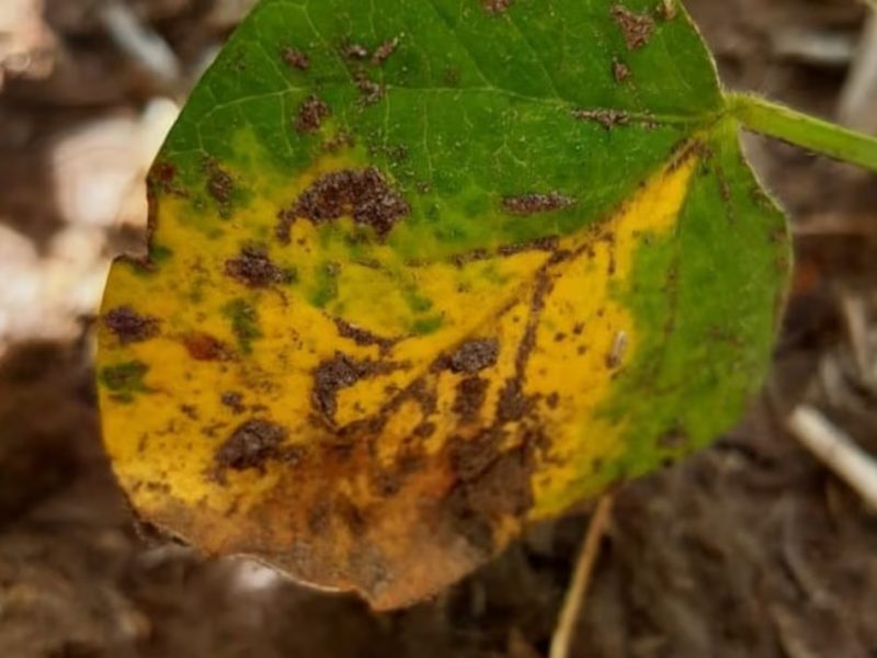 PLANTA.jpg