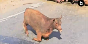 videoframe_1614.png