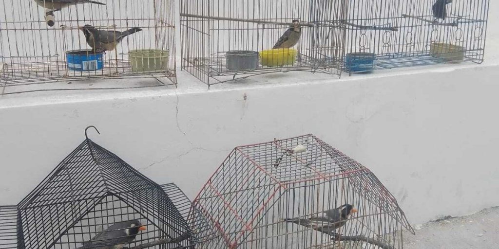 Aves-decomisadas.jpg