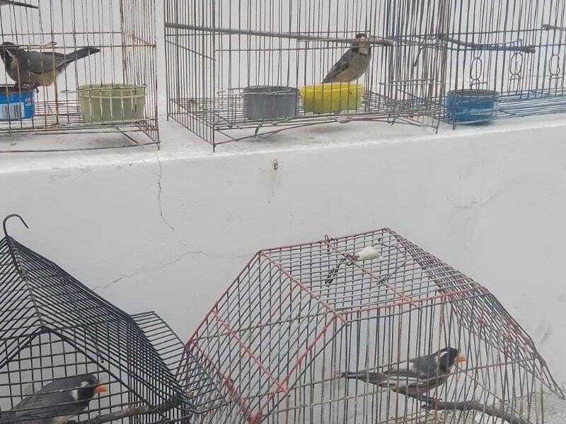 Aves-decomisadas.jpg