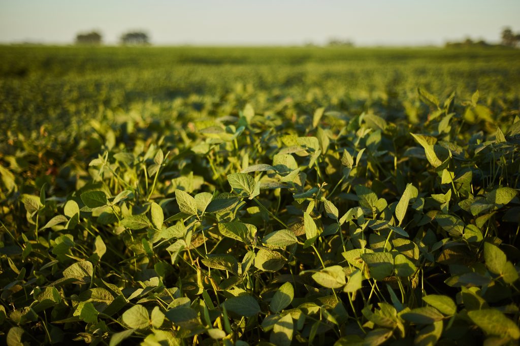 selective-focus-shot-green-plant-field.jpg