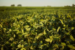 selective-focus-shot-green-plant-field.jpg