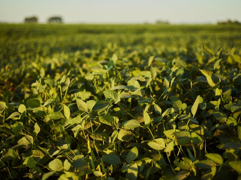 selective-focus-shot-green-plant-field.jpg