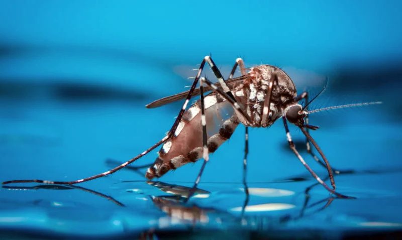 aedes-imagem.jpg