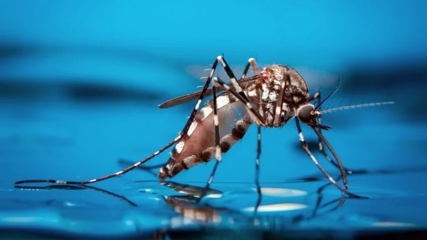 aedes-imagem.jpg