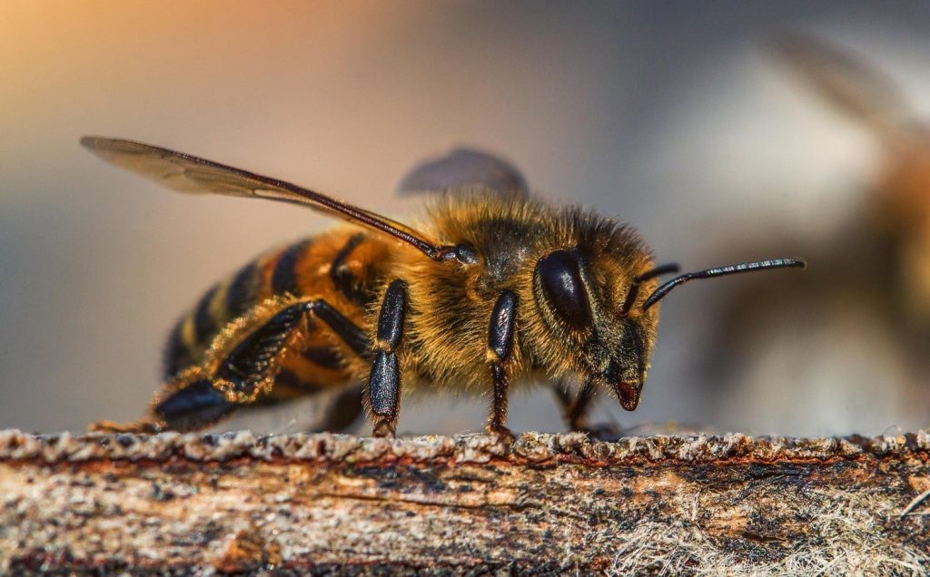galeria-abejas-10.jpg