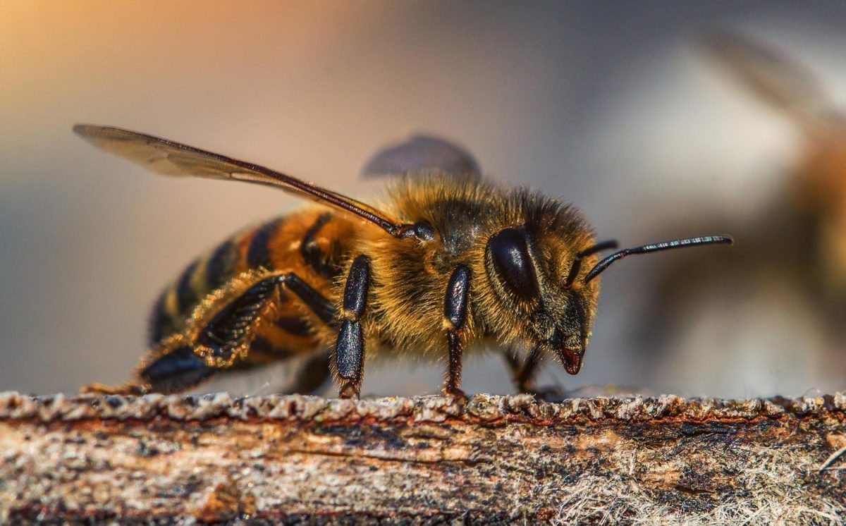 galeria-abejas-10.jpg