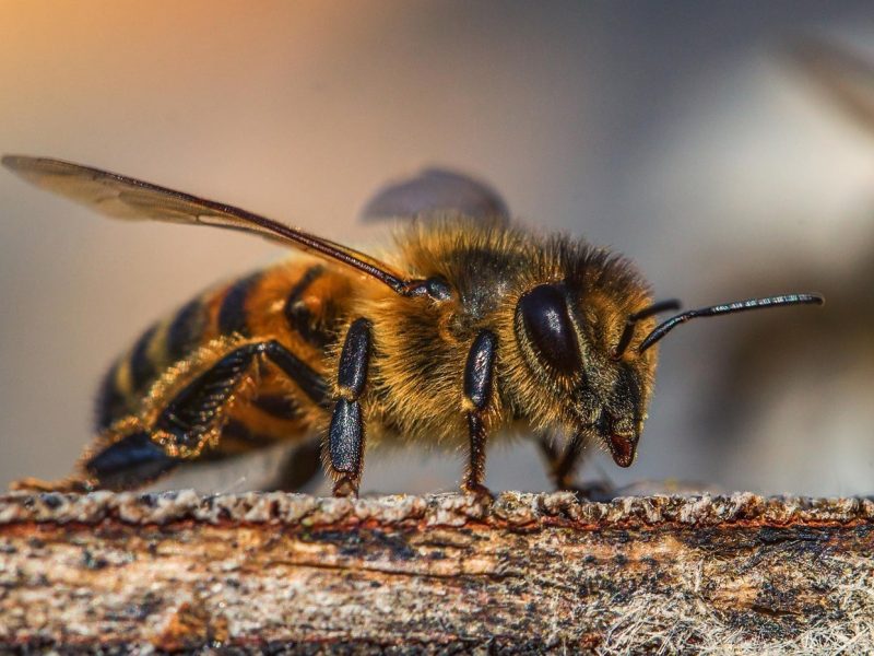 galeria-abejas-10.jpg
