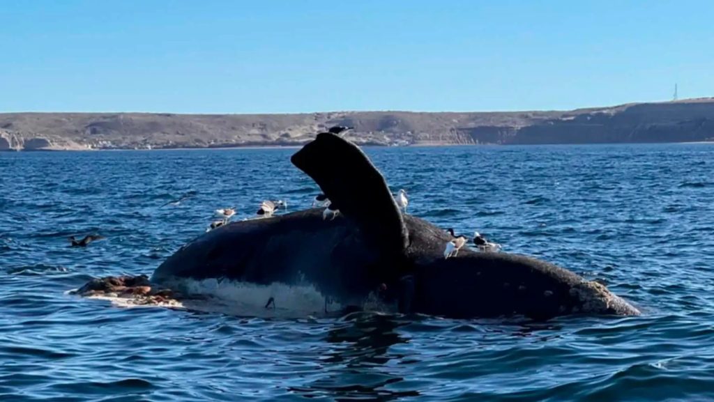 BALLENAS.jpg
