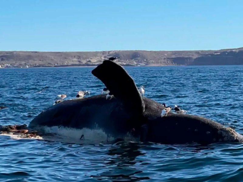 BALLENAS.jpg
