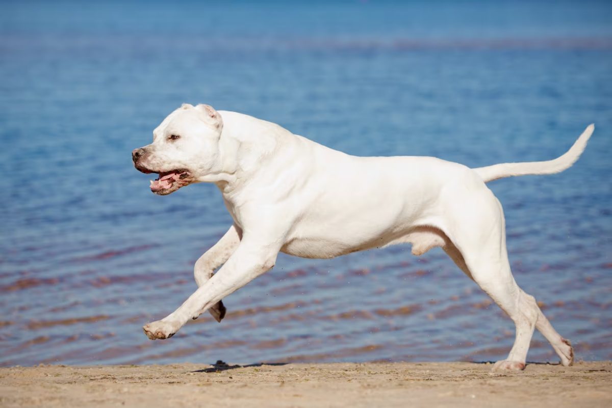 dogo.jpg