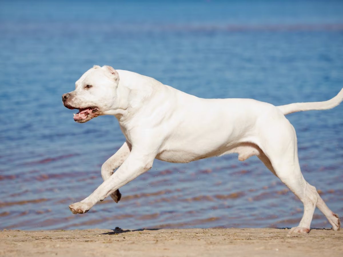 dogo.jpg