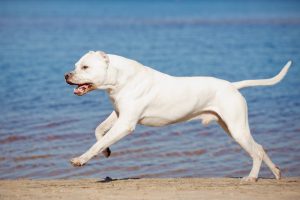 dogo.jpg