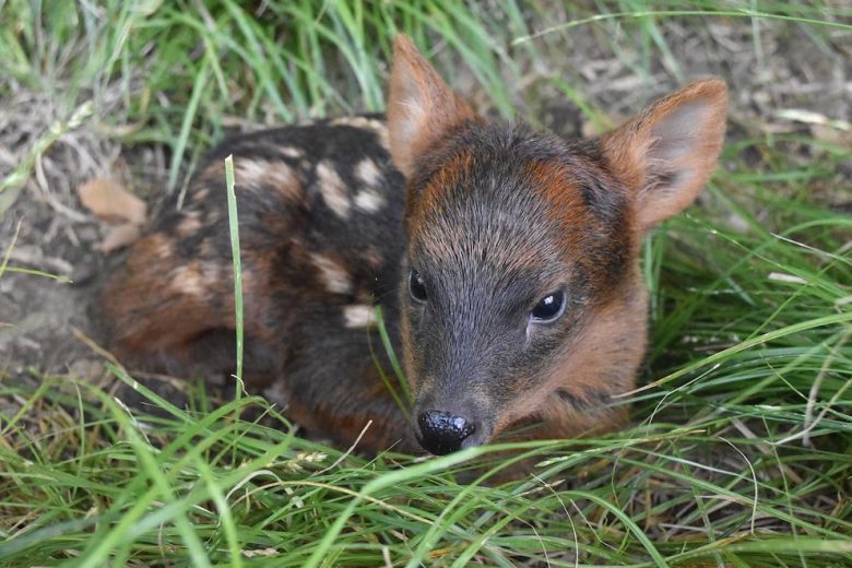 PUDÚ.jpg