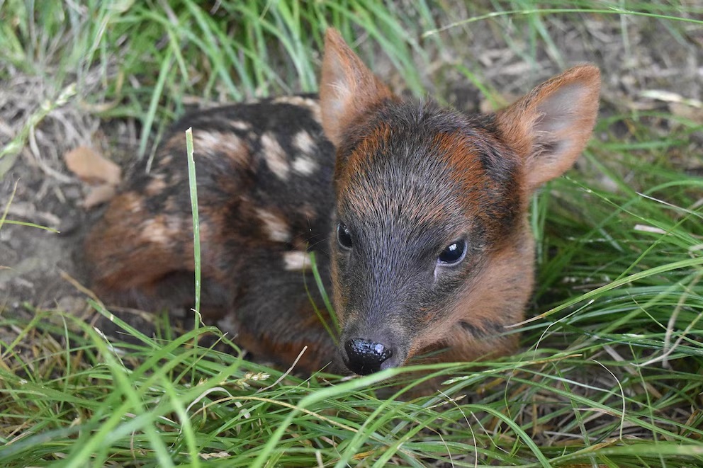 PUDÚ.jpg