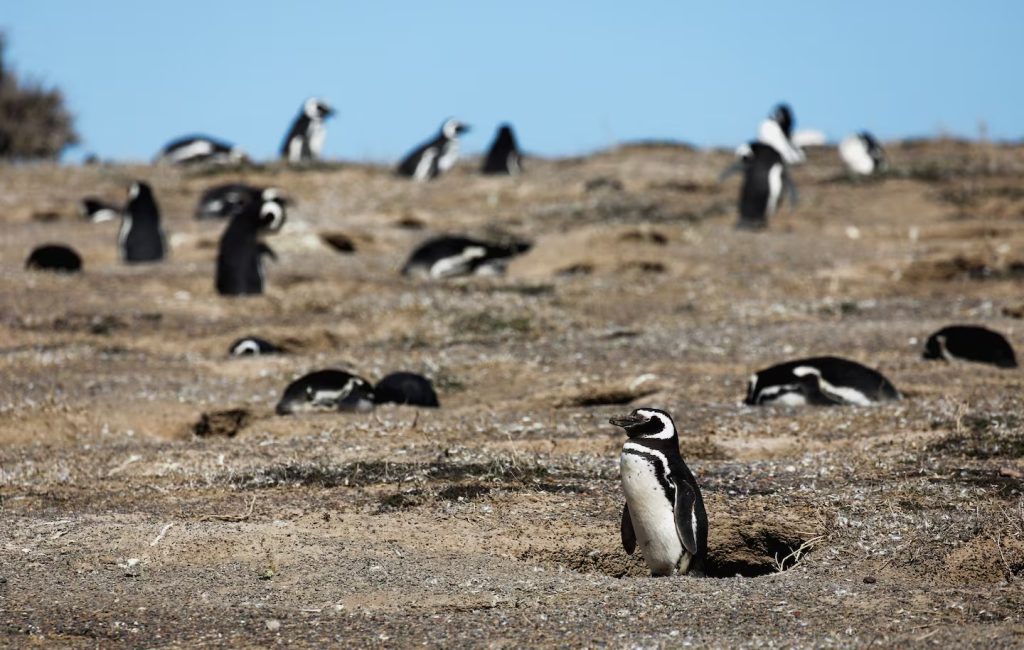 PINGUINOS.jpg