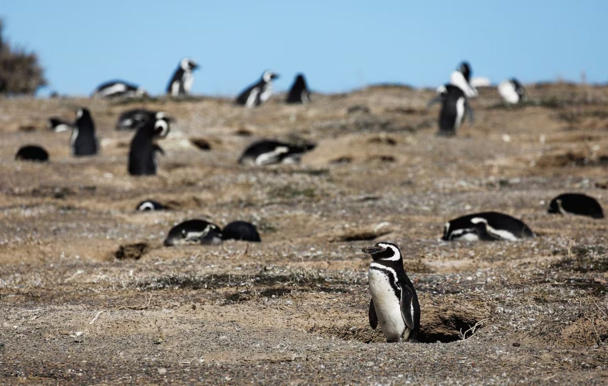 PINGUINOS.jpg