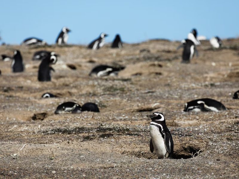 PINGUINOS.jpg