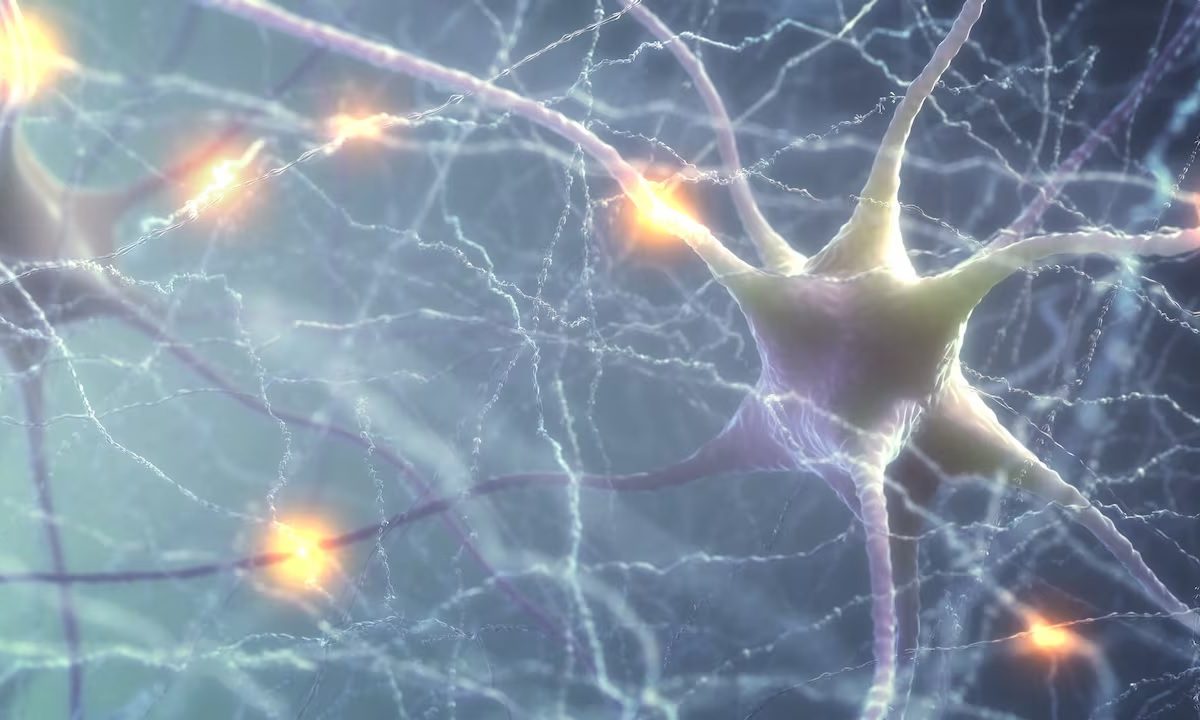 neuronas.jpg
