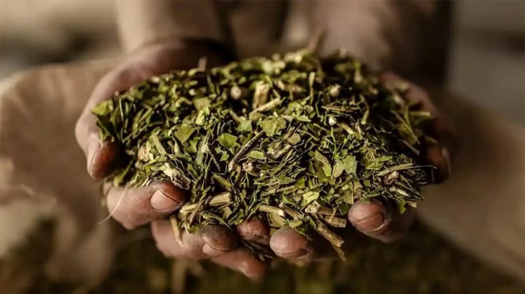 yerba.jpg