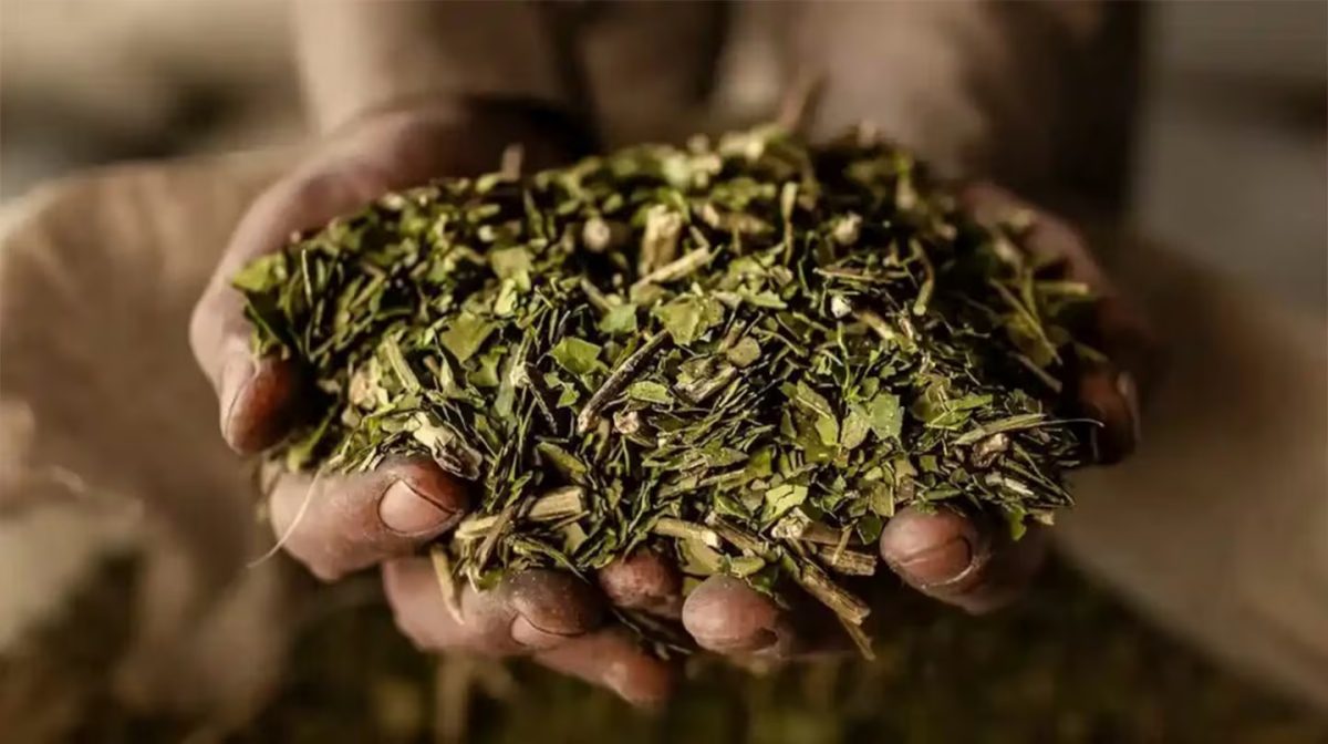 yerba.jpg