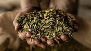 yerba.jpg