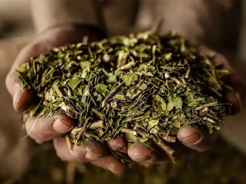 yerba.jpg