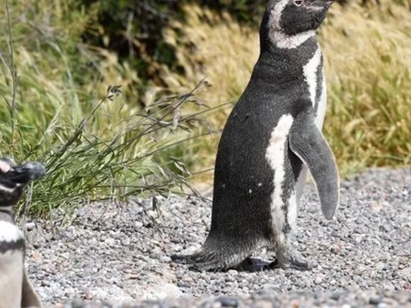 PINGUINO.jpg