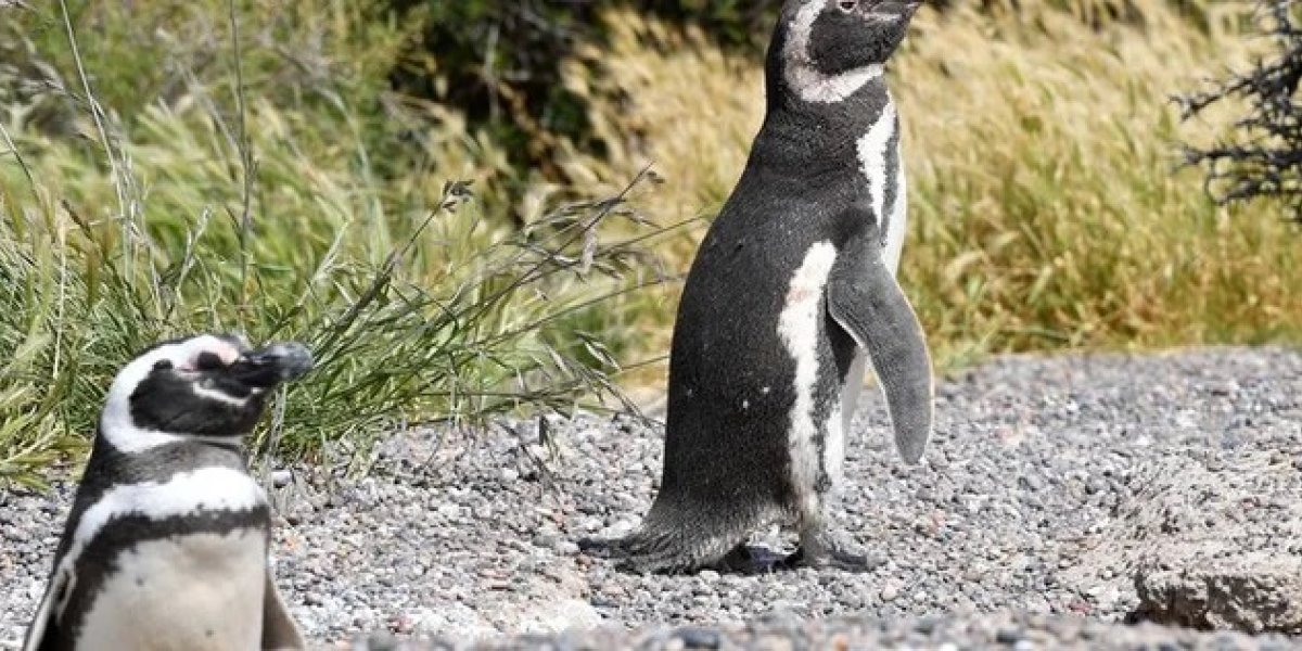 PINGUINO.jpg
