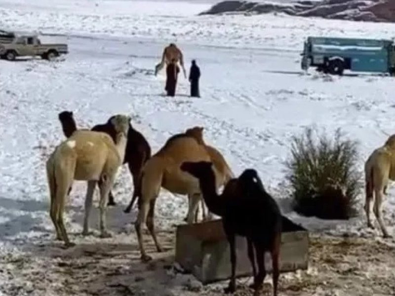 ARABAI.jpg