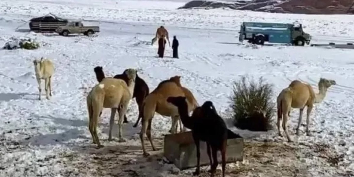 ARABAI.jpg