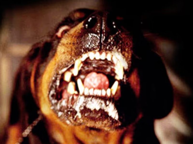 PERRO.jpg