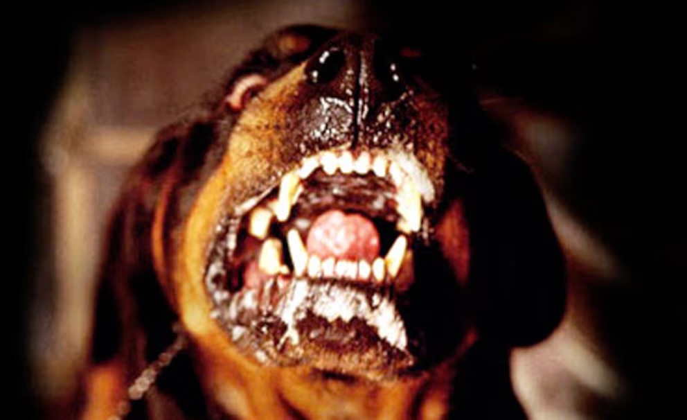 PERRO.jpg