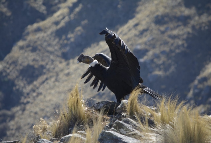 Foto-principal-Liberacion-condor-andino.jpg