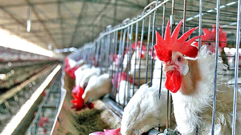 GALLINA.jpg