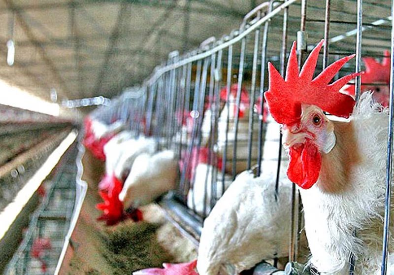 GALLINA.jpg