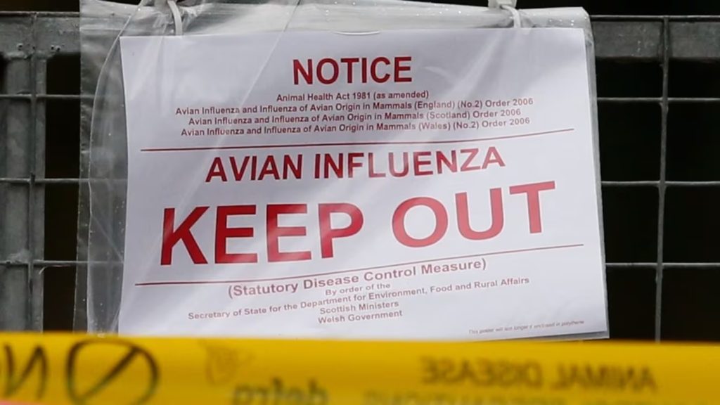 GRIPE AVIAR.jpg