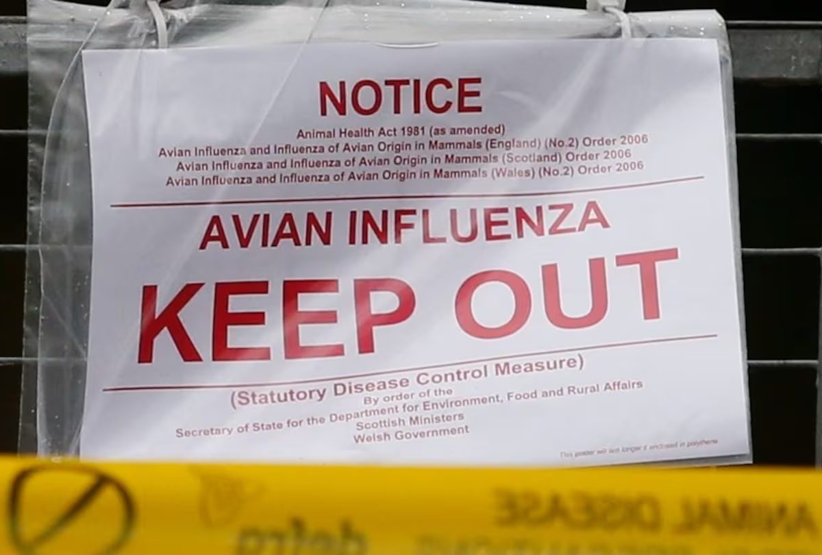GRIPE AVIAR.jpg