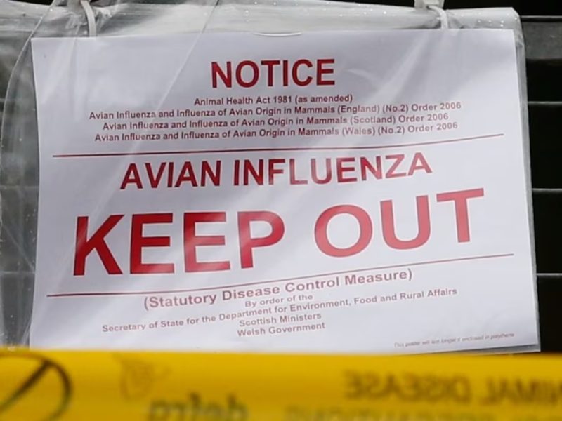GRIPE AVIAR.jpg