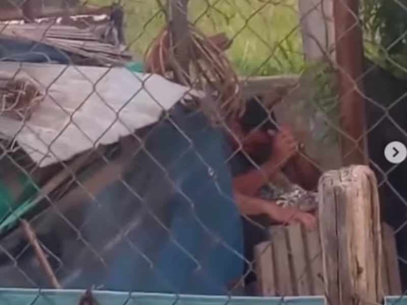 MATÓ A SU PERRO.jpg
