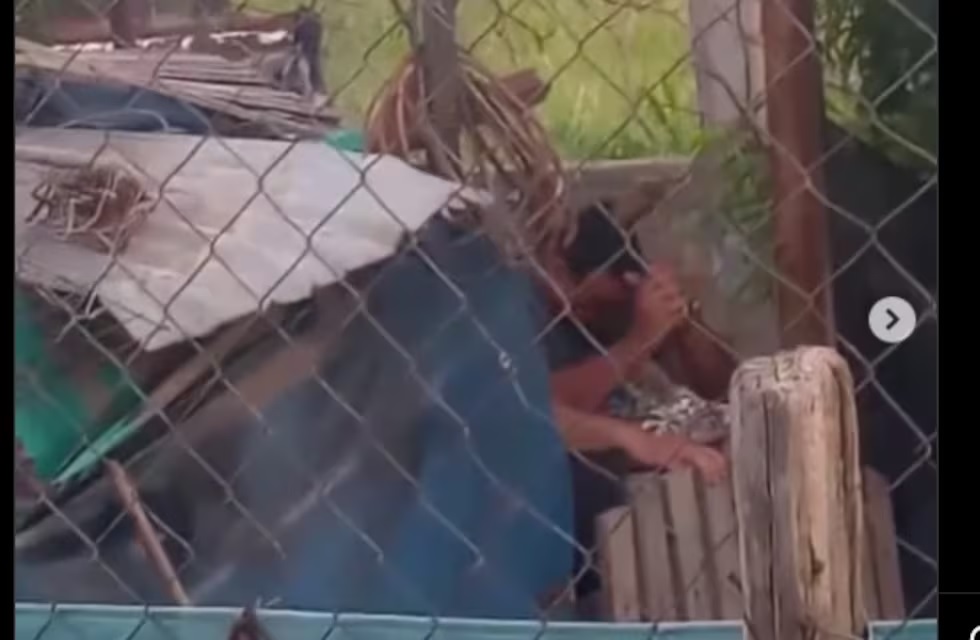 MATÓ A SU PERRO.jpg