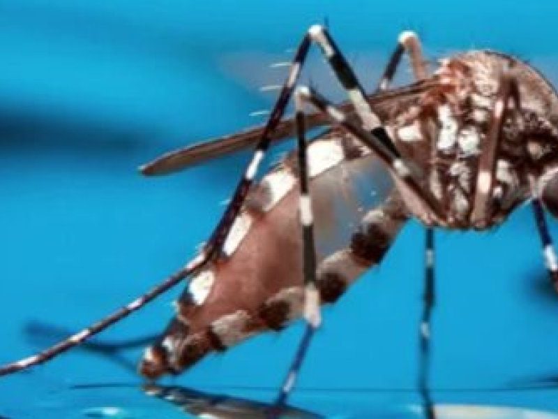 aedes-imagem-500x412.jpg