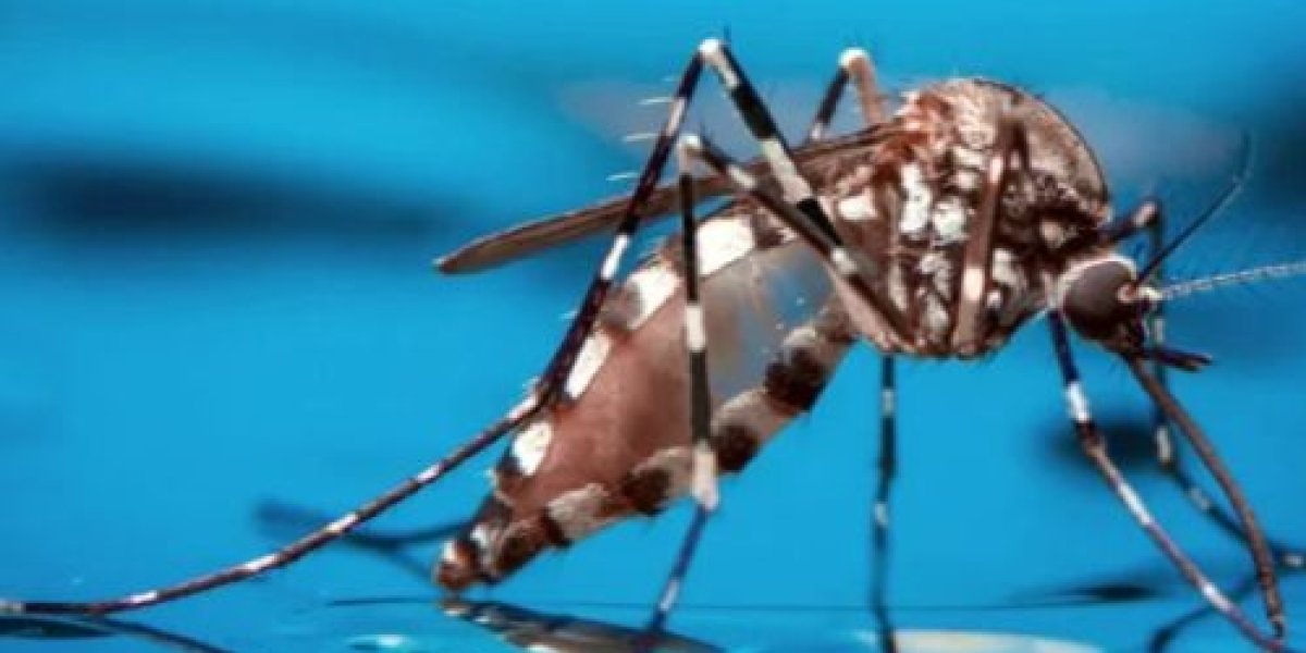 aedes-imagem-500x412.jpg