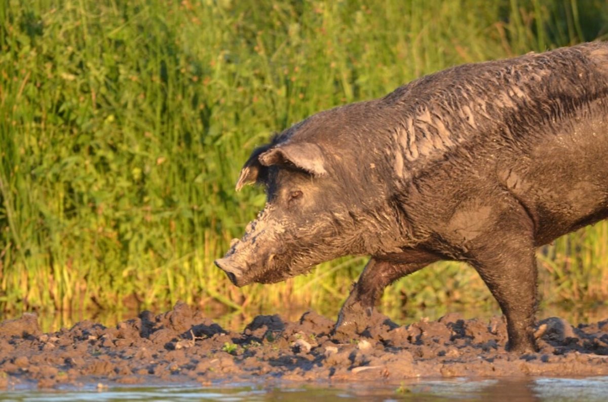 JABALI.jpg
