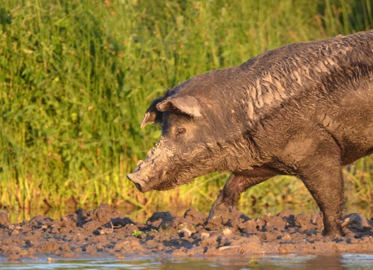 JABALI.jpg