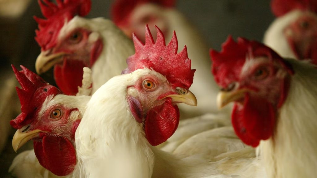 GALLOS.jpg