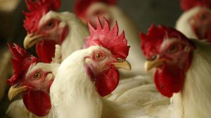 GALLOS.jpg