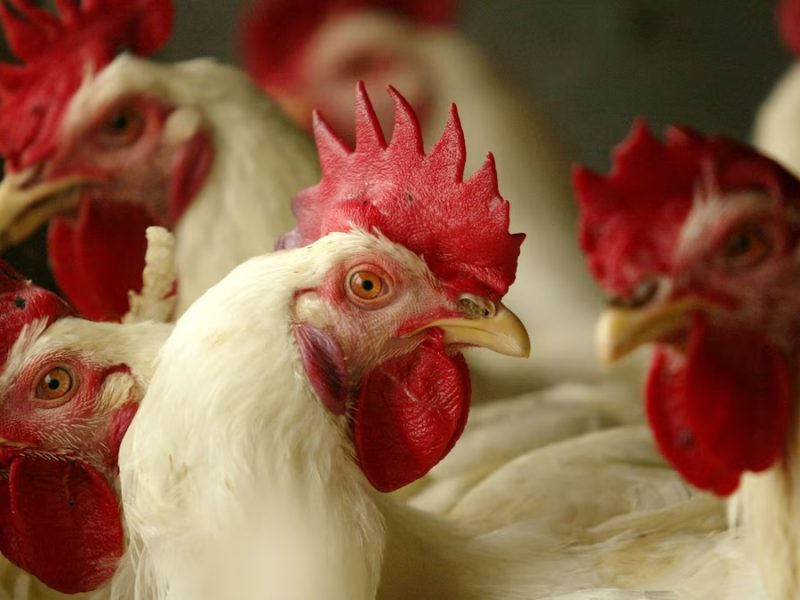 GALLOS.jpg