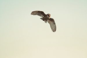 DSC_6030.jpg