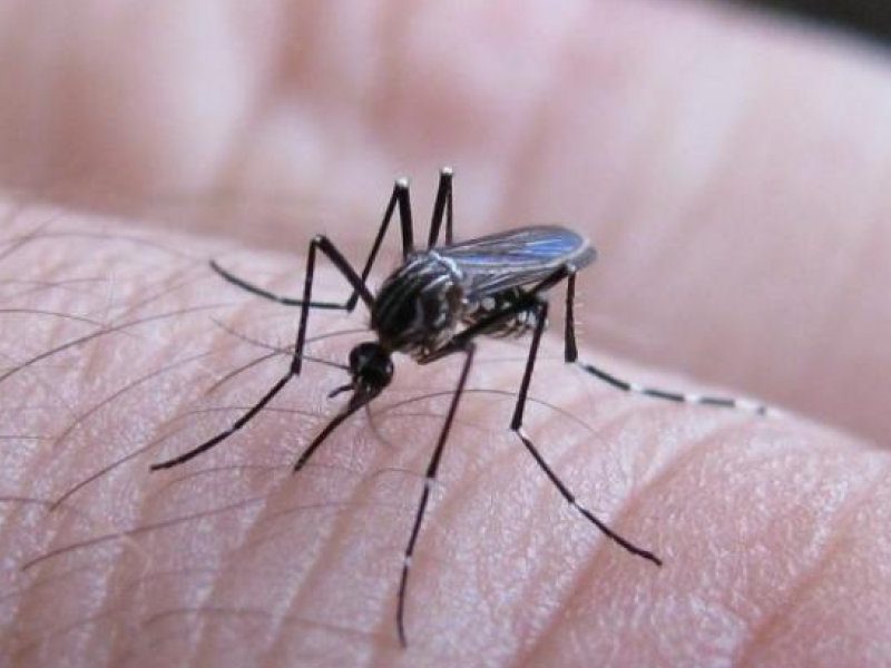 mosquito-1.jpg